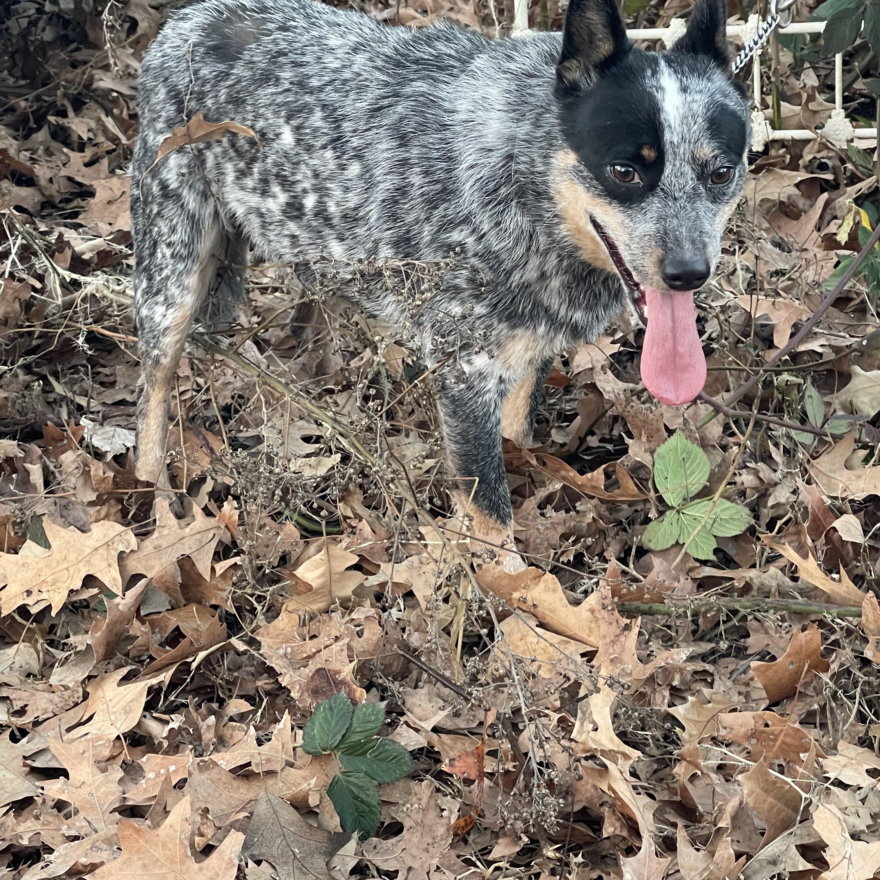 Enlarge Capri, a ADOPTABLE Australian Cattle Dog / Blue Heeler in Harrisburg, PA image 1/4