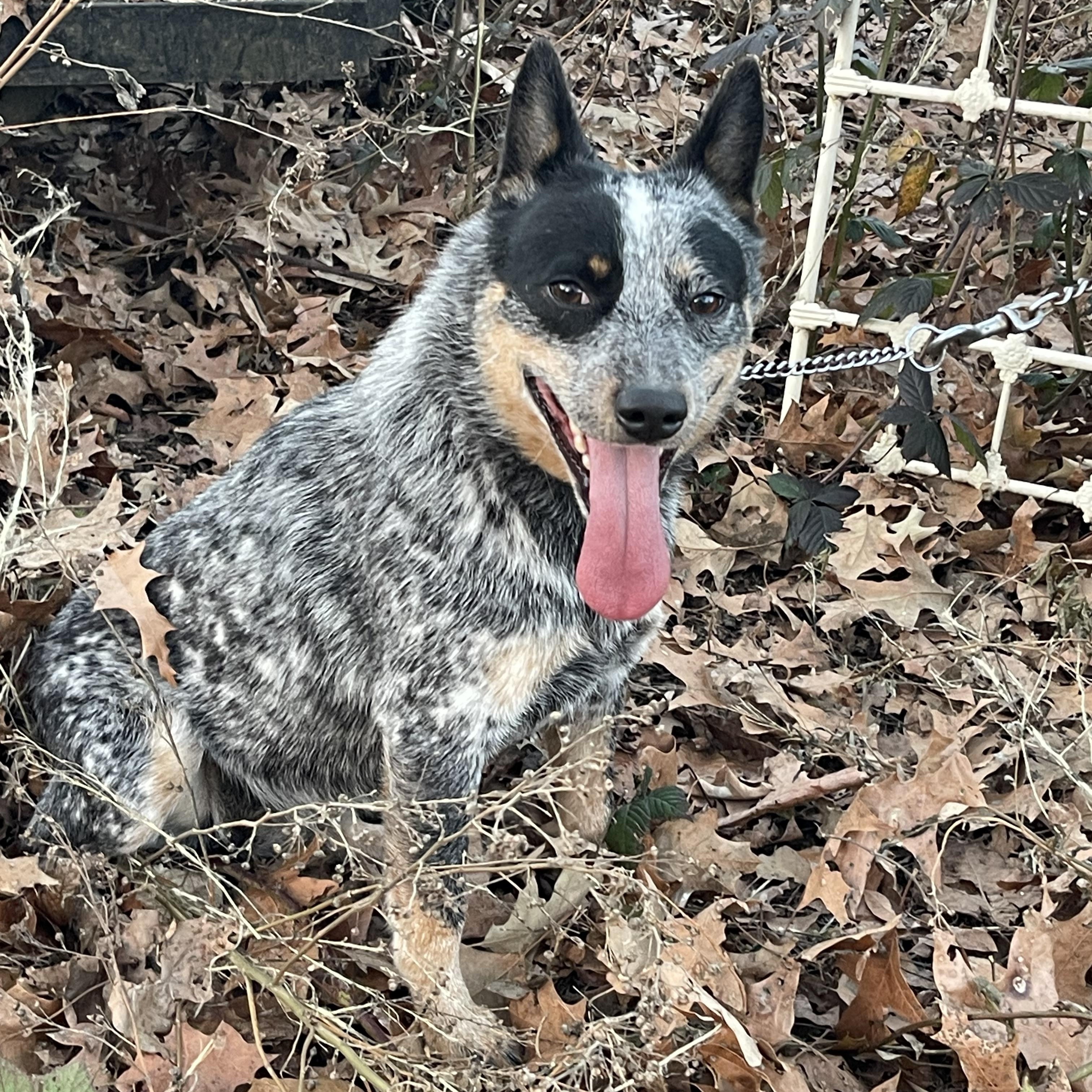 Enlarge Capri, a ADOPTABLE Australian Cattle Dog / Blue Heeler in Harrisburg, PA image 3/4