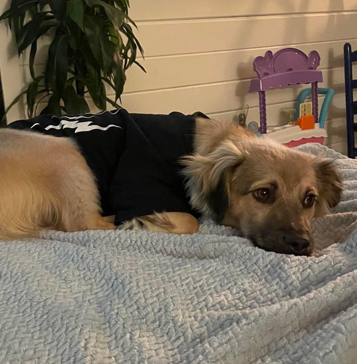 Enlarge Bo, a ADOPTABLE mixed breed in Virginia Beach, VA image 3/4
