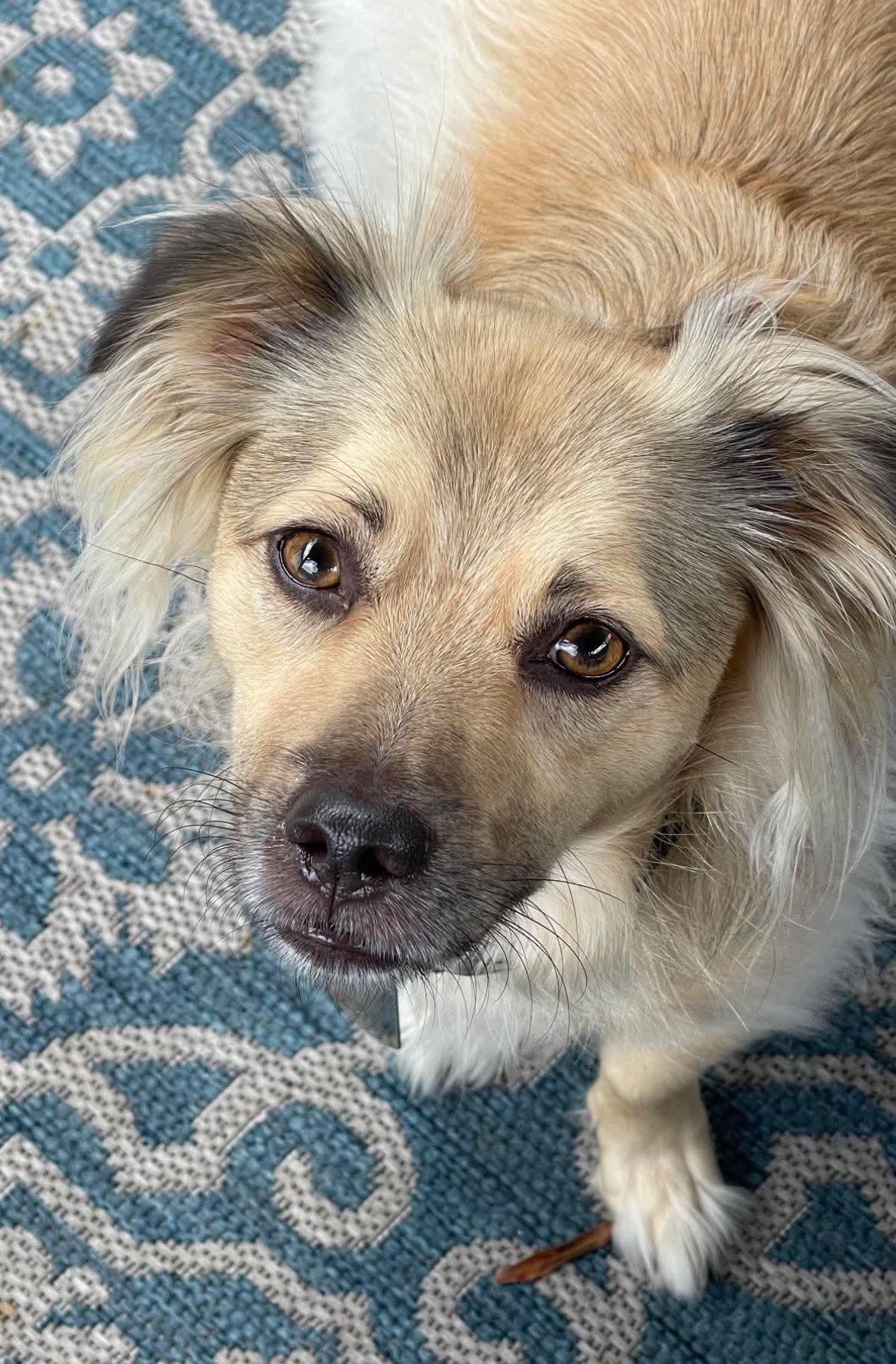 Bo, ADOPTABLE, Adult Male Chihuahua & Pomeranian.