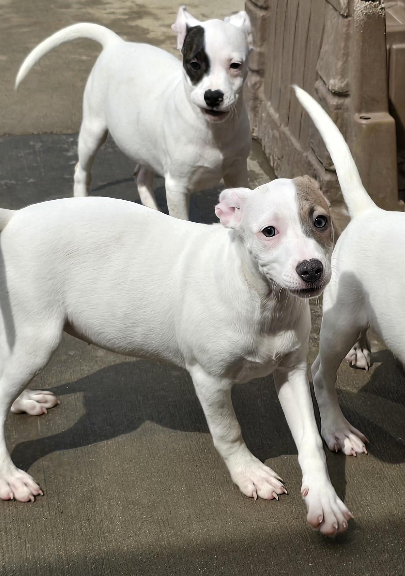 Enlarge Lolly, a ADOPTABLE mixed breed in Terre Haute, IN image 3/6