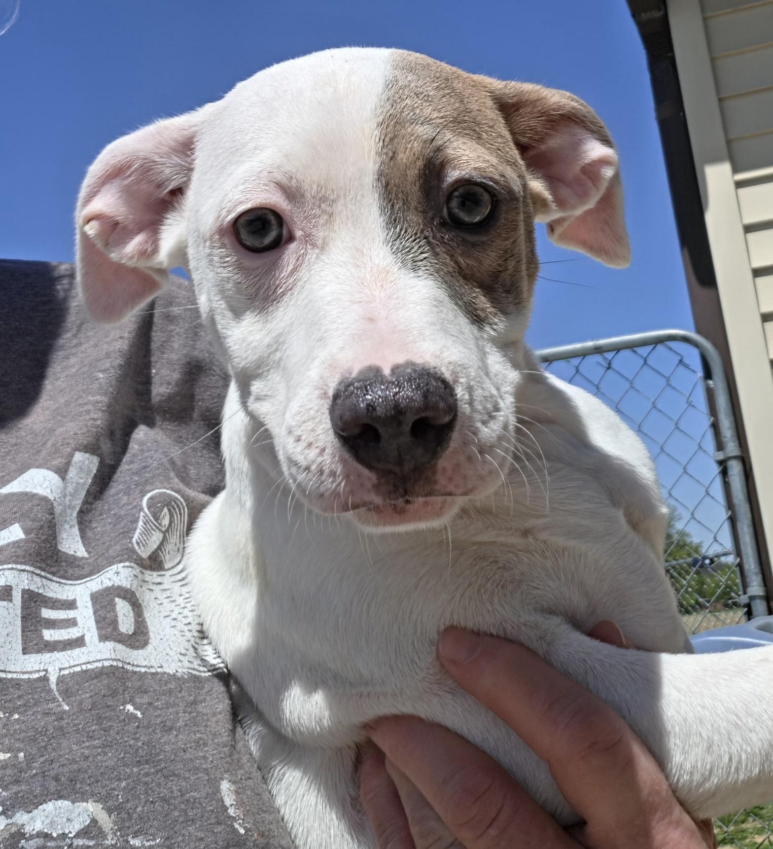 Enlarge Lolly, a ADOPTABLE mixed breed in Terre Haute, IN image 1/6