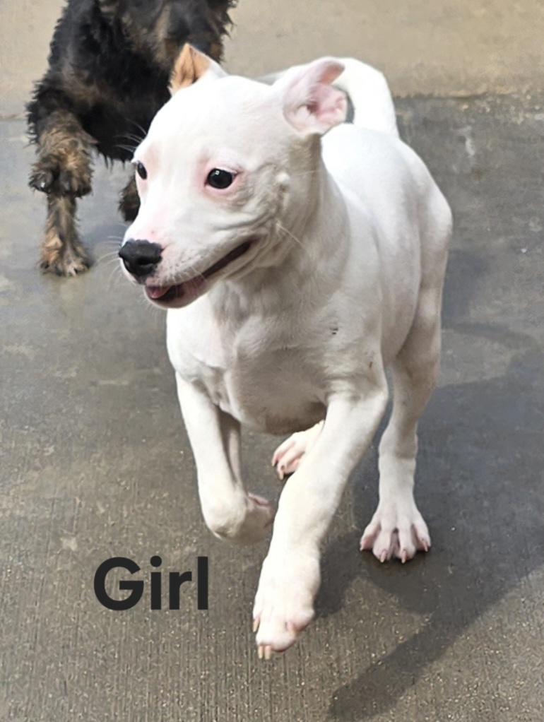 Enlarge Lolly, a ADOPTABLE mixed breed in Terre Haute, IN image 2/6