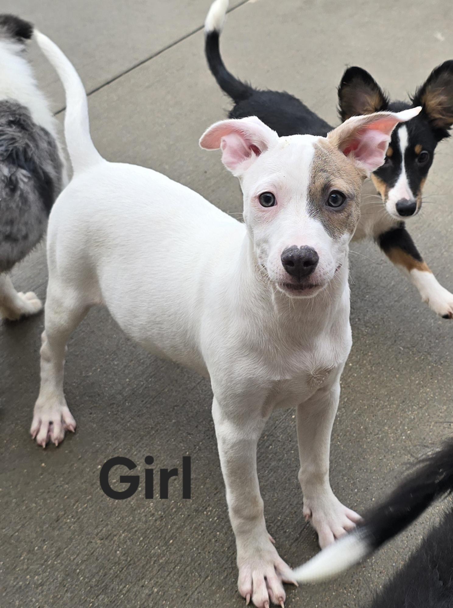 Enlarge Lolly, a ADOPTABLE mixed breed in Terre Haute, IN image 6/6