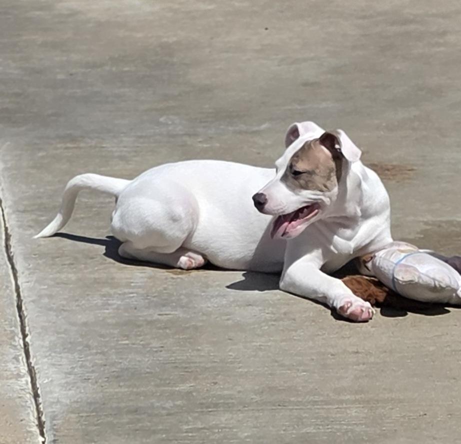 Enlarge Lolly, a ADOPTABLE mixed breed in Terre Haute, IN image 5/6