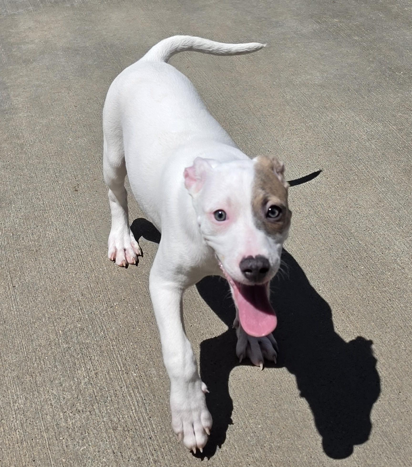 Enlarge Lolly, a ADOPTABLE mixed breed in Terre Haute, IN image 4/6