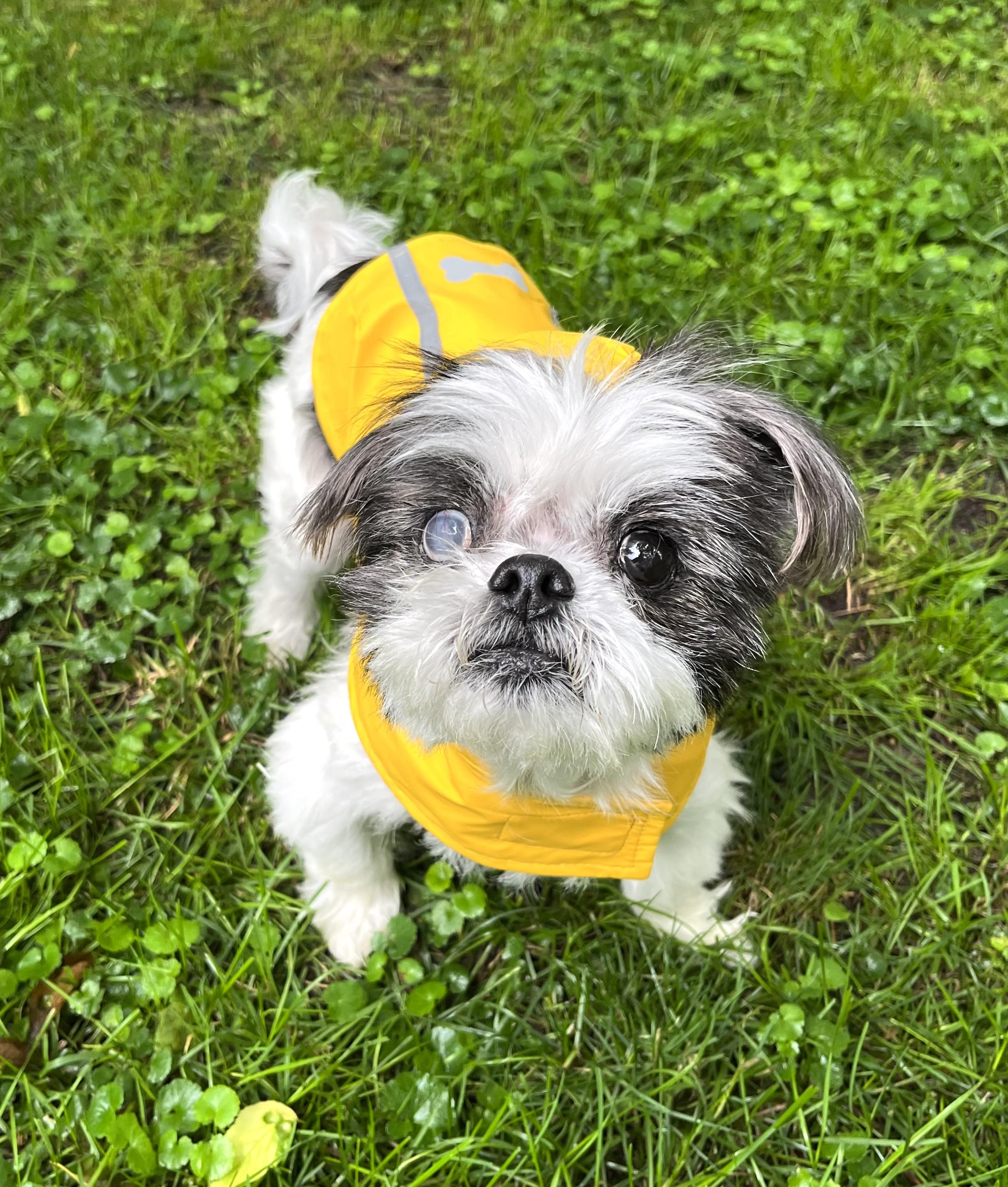 Enlarge Mitzy, a Adoptable Shih Tzu in Columbia, MO image 4/5