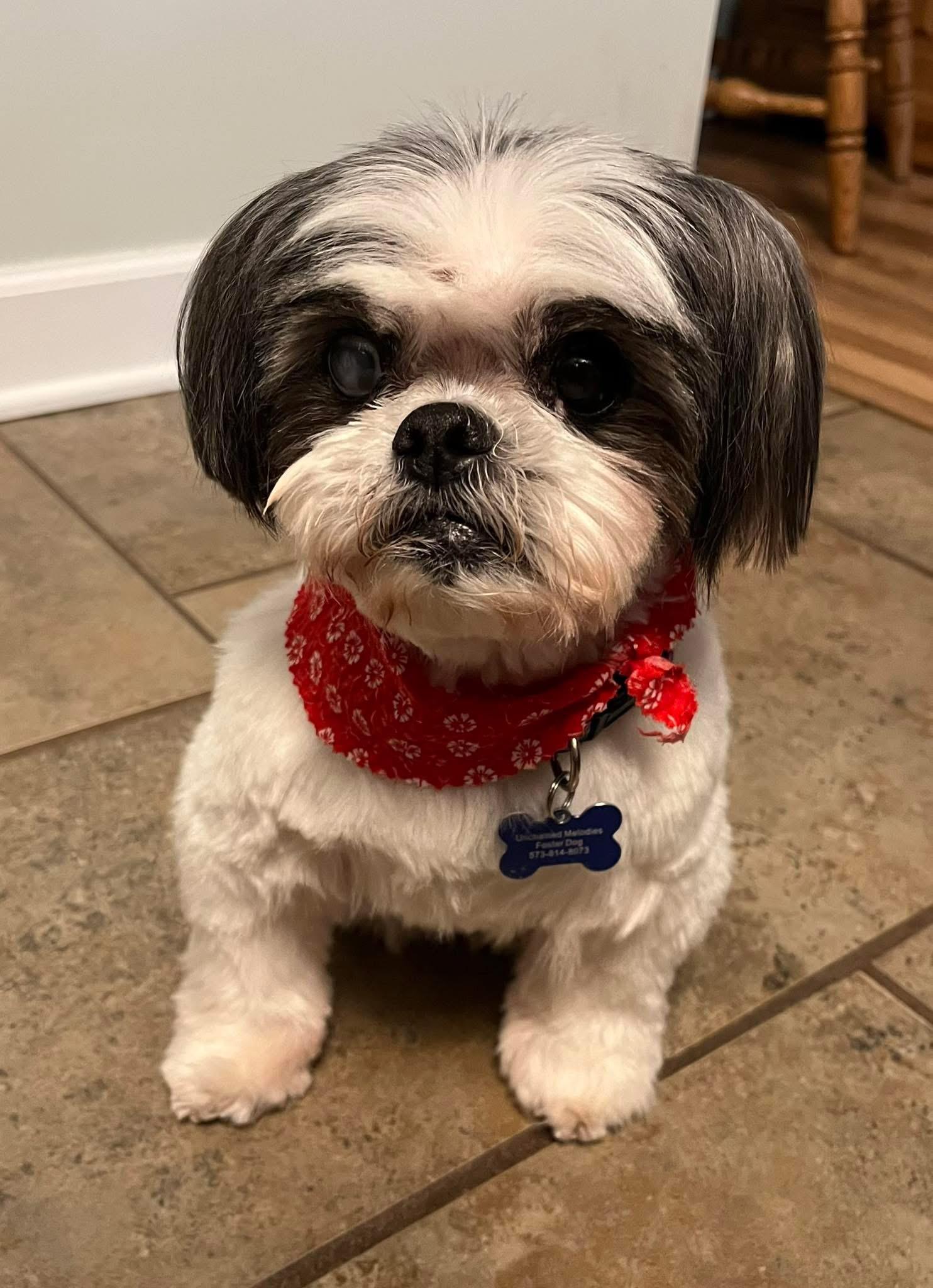 Mitzy, Adoptable, Senior Female Shih Tzu.