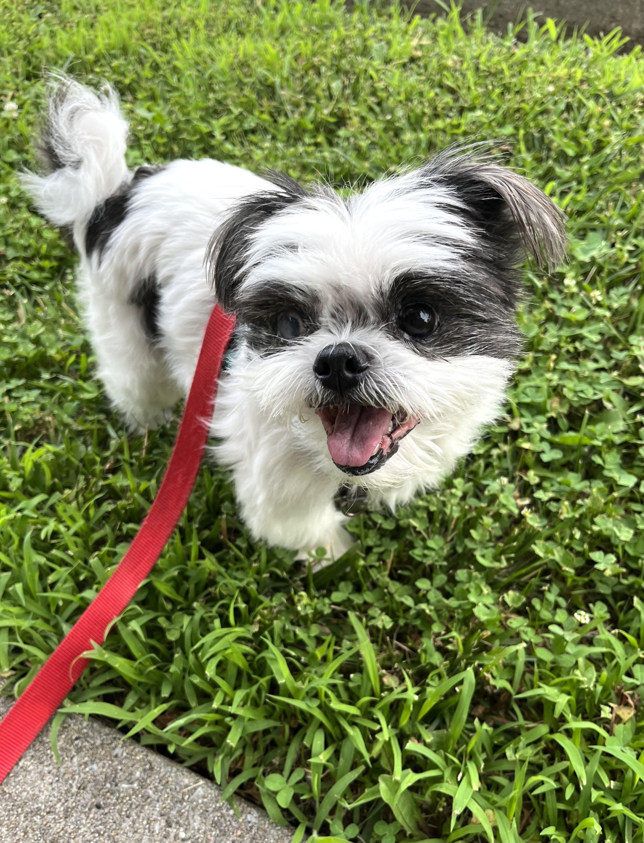 Enlarge Mitzy, a Adoptable Shih Tzu in Columbia, MO image 3/5