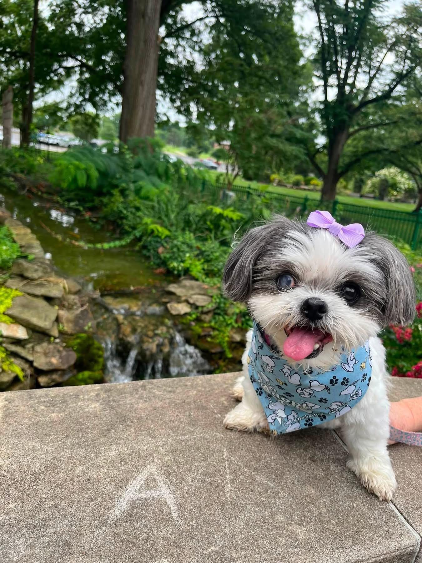 Mitzy, Adoptable, Senior Female Shih Tzu.