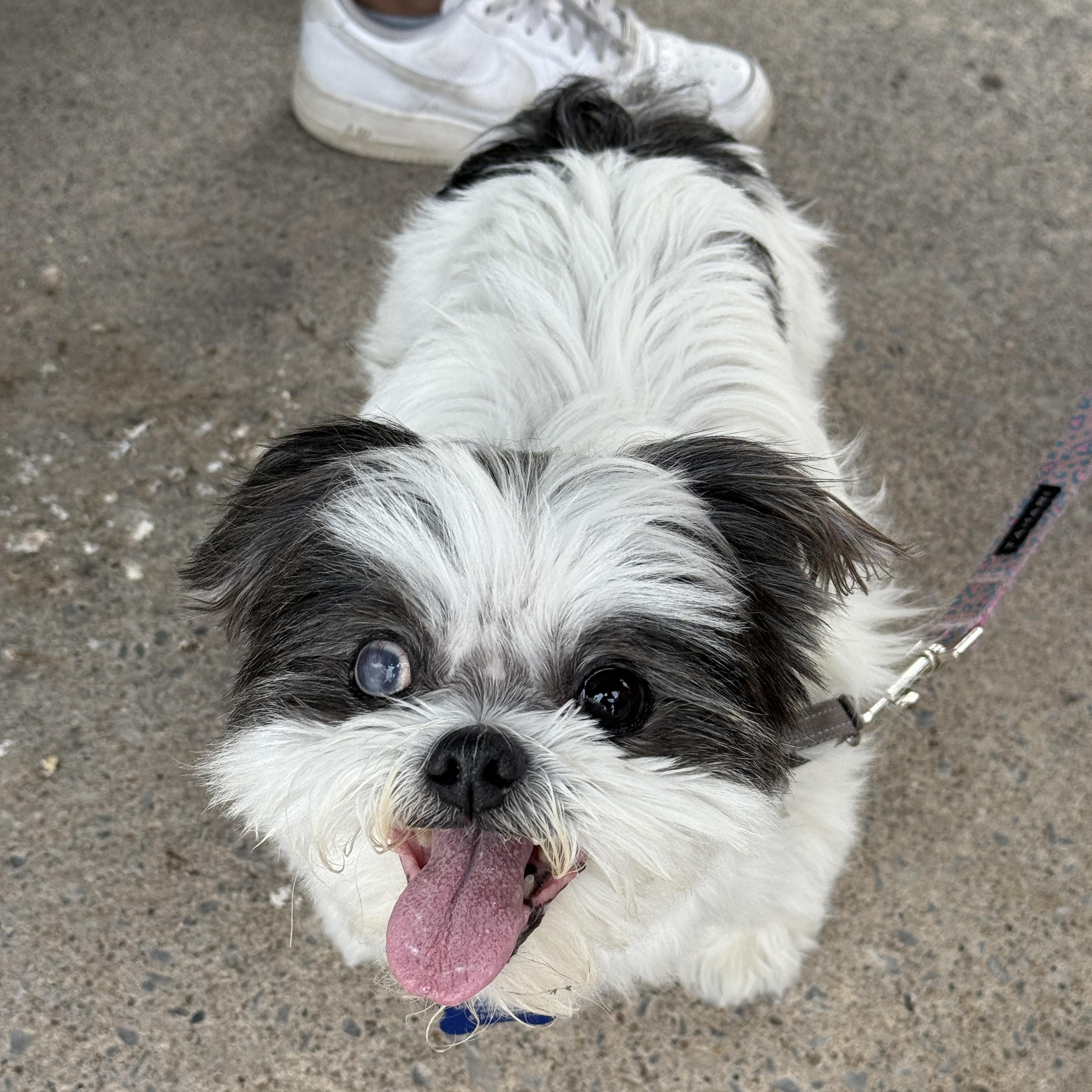 Mitzy, Adoptable, Senior Female Shih Tzu.