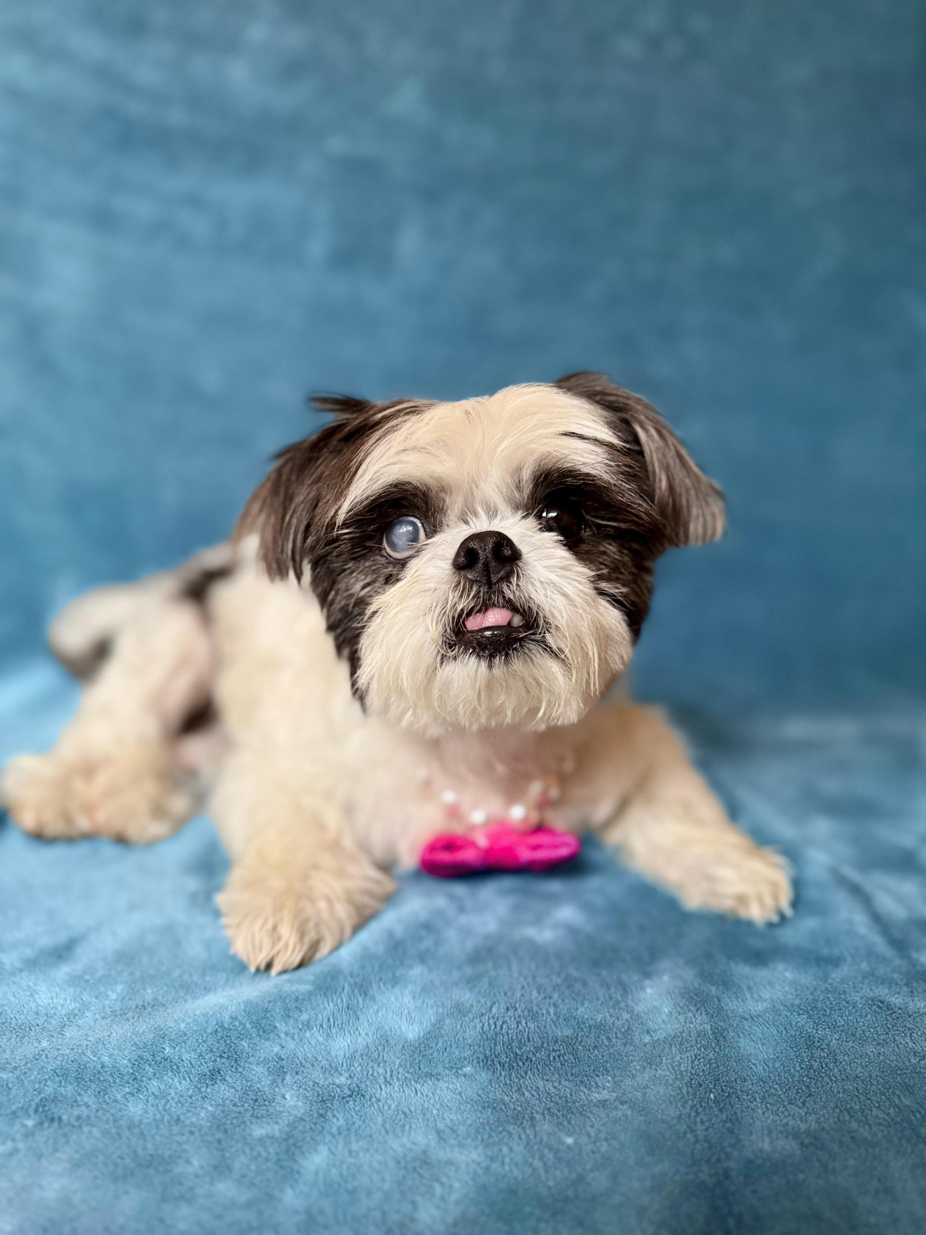 Mitzy, Adoptable, Senior Female Shih Tzu.