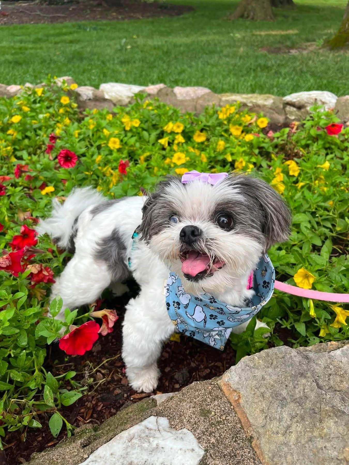 Mitzy, a Adoptable Shih Tzu in Columbia, MO image 2/6