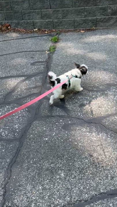 Enlarge Mitzy, a Adoptable Shih Tzu in Columbia, MO video 5/5