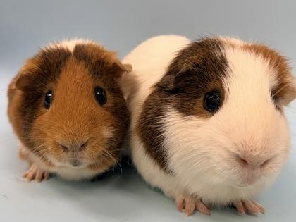 Gizmo, Adoptable, Adult Male Guinea Pig & Guinea Pig.