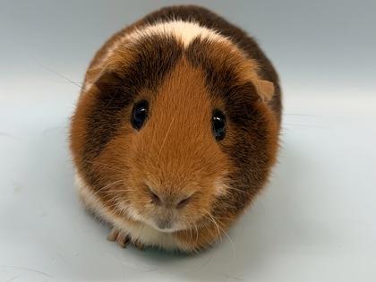Gizmo, a Adoptable mixed breed in Woodbury, MN image 2/2