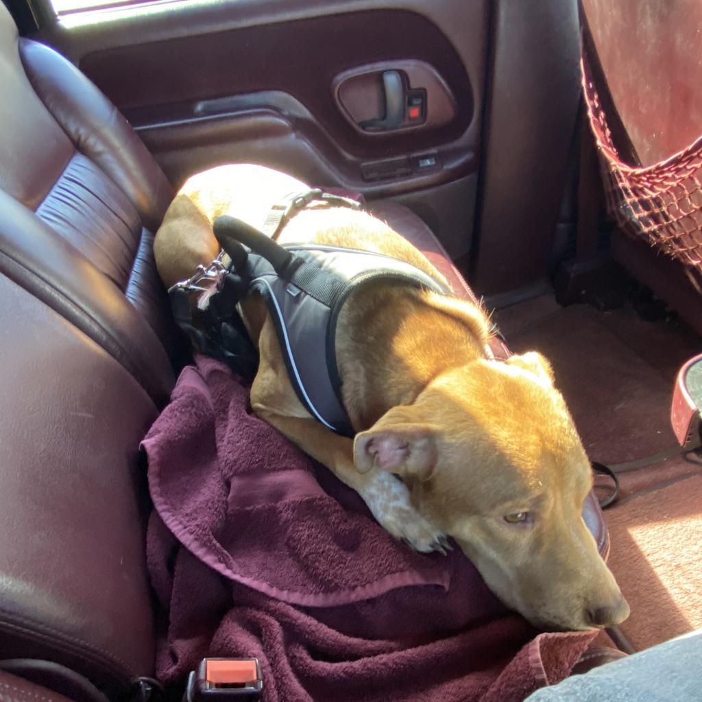 Enlarge Dopey, a Adoptable mixed breed in Sherwood, OR image 5/6