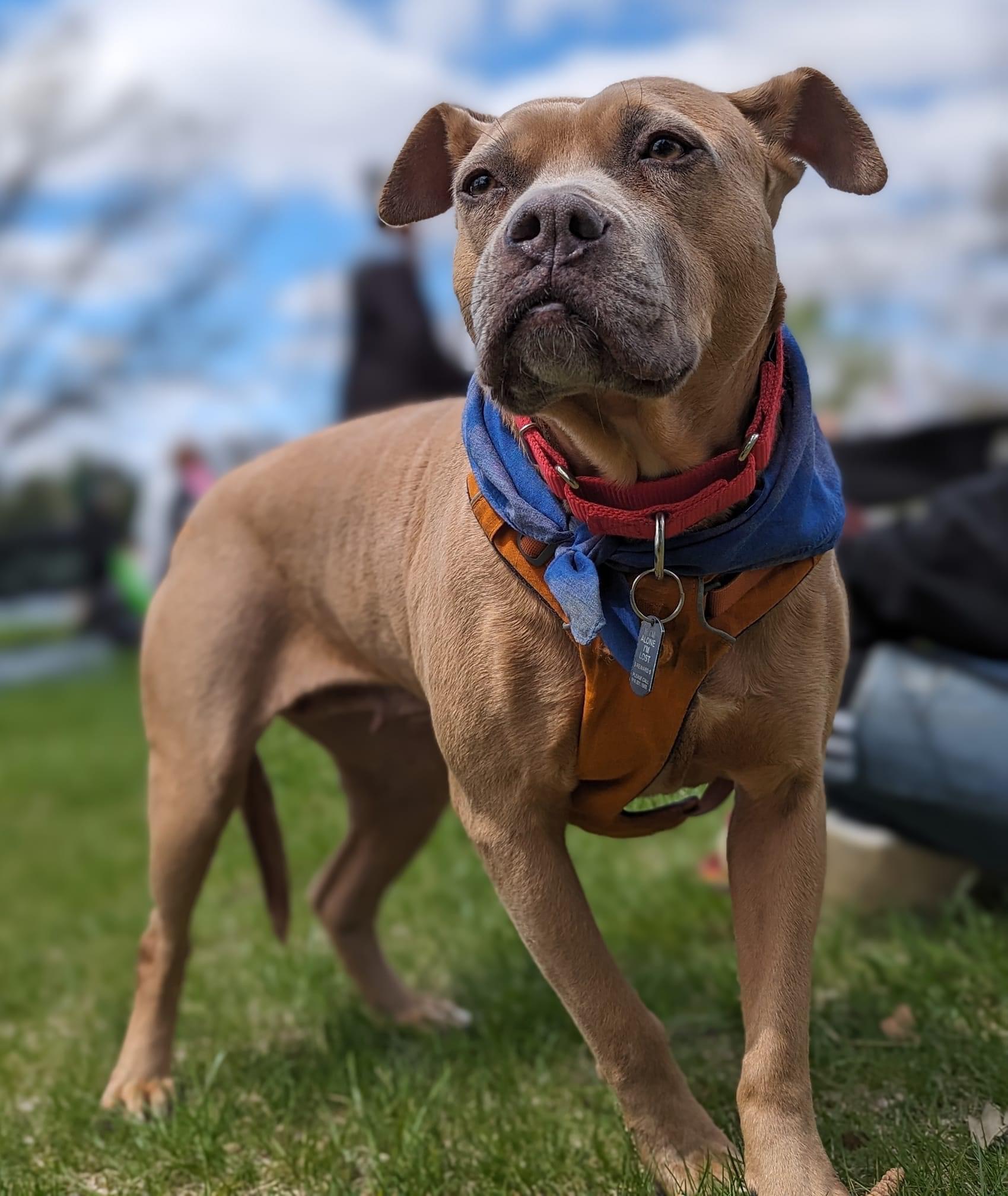 Dog for adoption Lake, a Mixed Breed in East Peoria, IL Petfinder