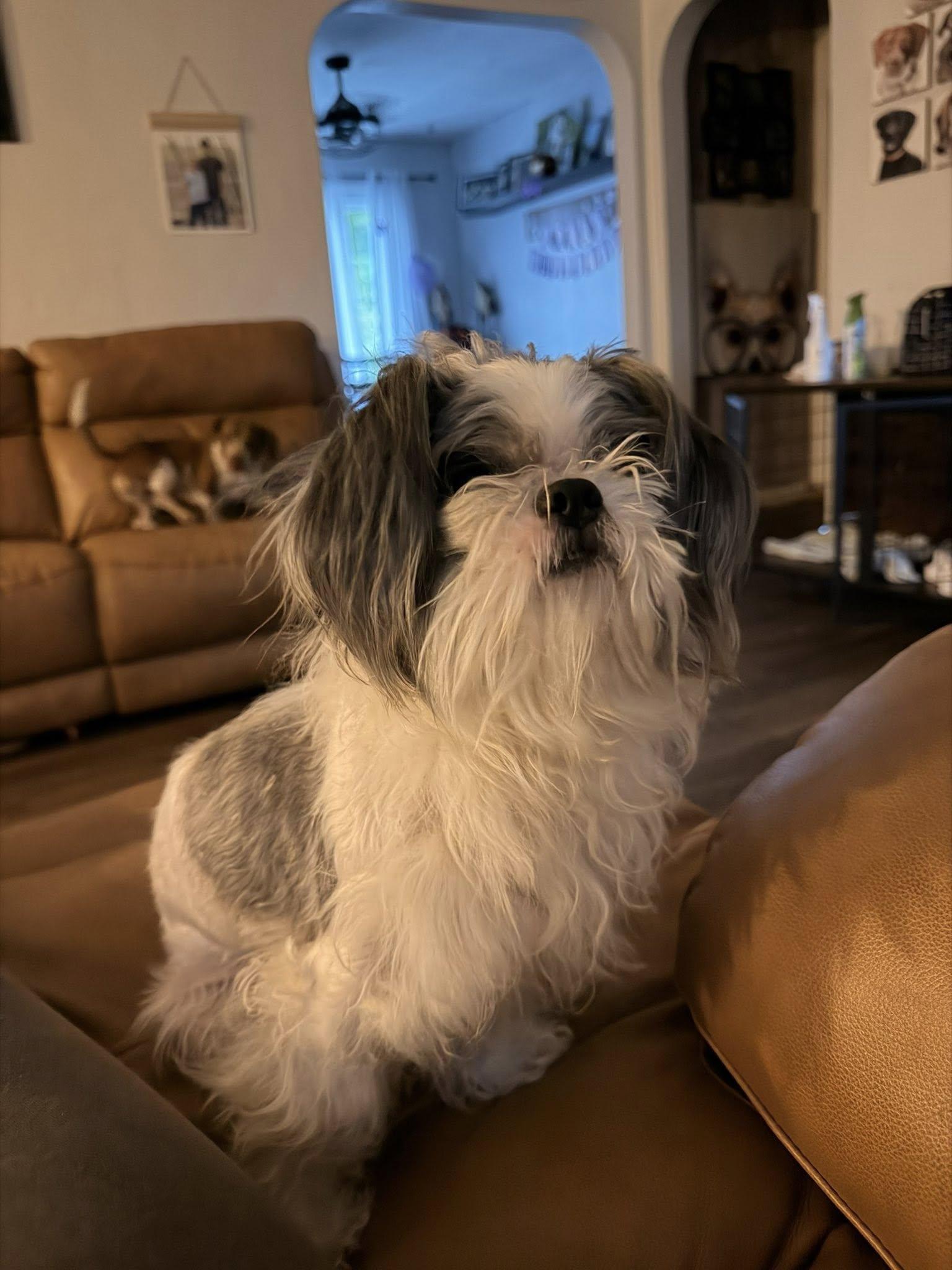 Enlarge Laylanie, an adopted mixed breed in Yorktown, VA image 1/5