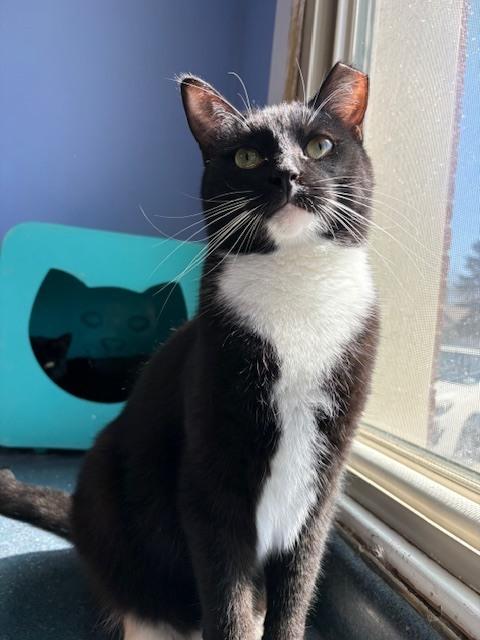 Enlarge Simon, a Adoptable Domestic Short Hair in Mishawaka, IN image 1/6