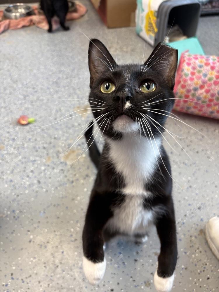 Simon, Adoptable, Adult Male Domestic Short Hair.