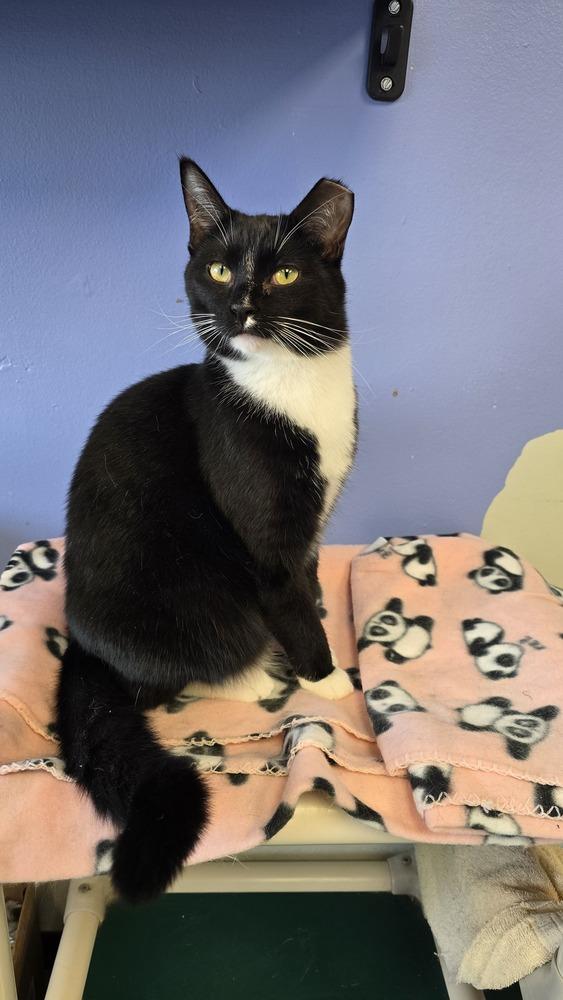 Simon, a Adoptable Domestic Short Hair image 2/5