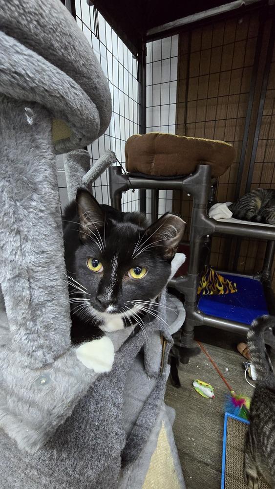 Simon, a Adoptable Domestic Short Hair image 3/5