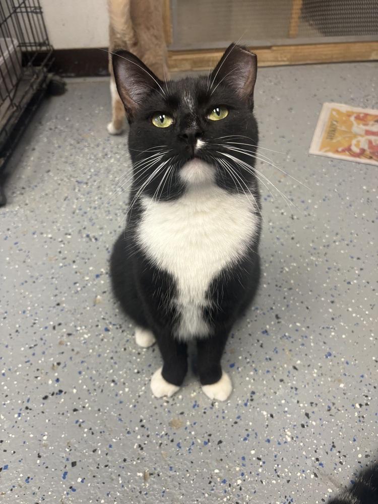 Simon, a Adoptable Domestic Short Hair image 4/5