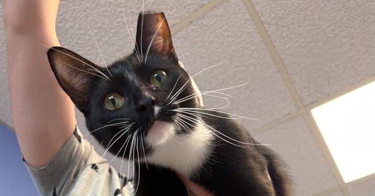 Simon, a Adoptable Domestic Short Hair image 5/5