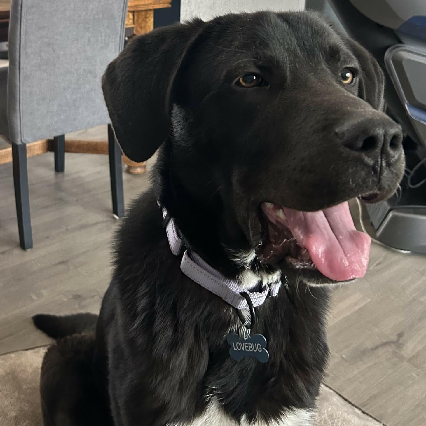 Enlarge RUGER, a ADOPTABLE mixed breed in Loveland, CO image 3/6