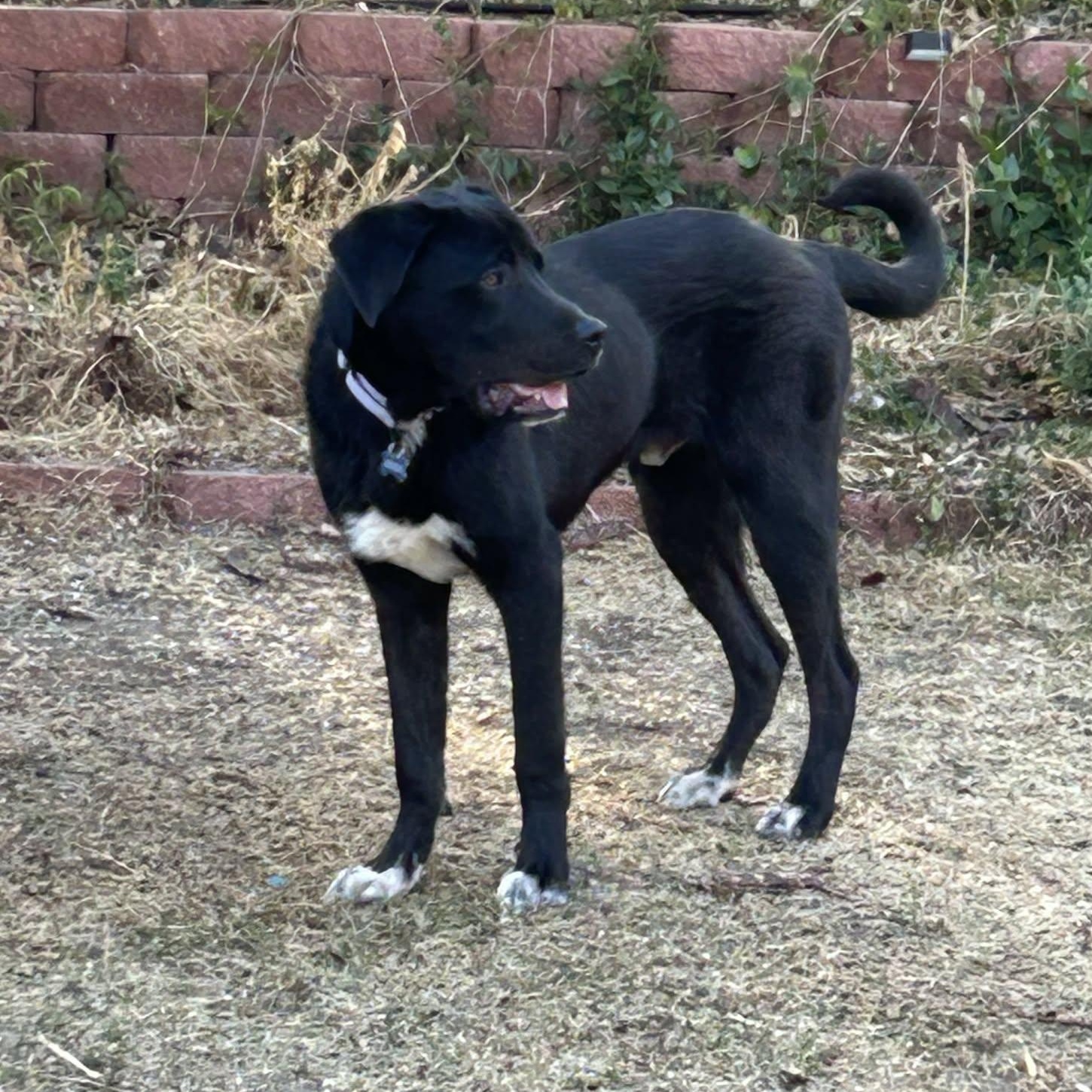 Enlarge RUGER, a ADOPTABLE mixed breed in Loveland, CO image 4/6