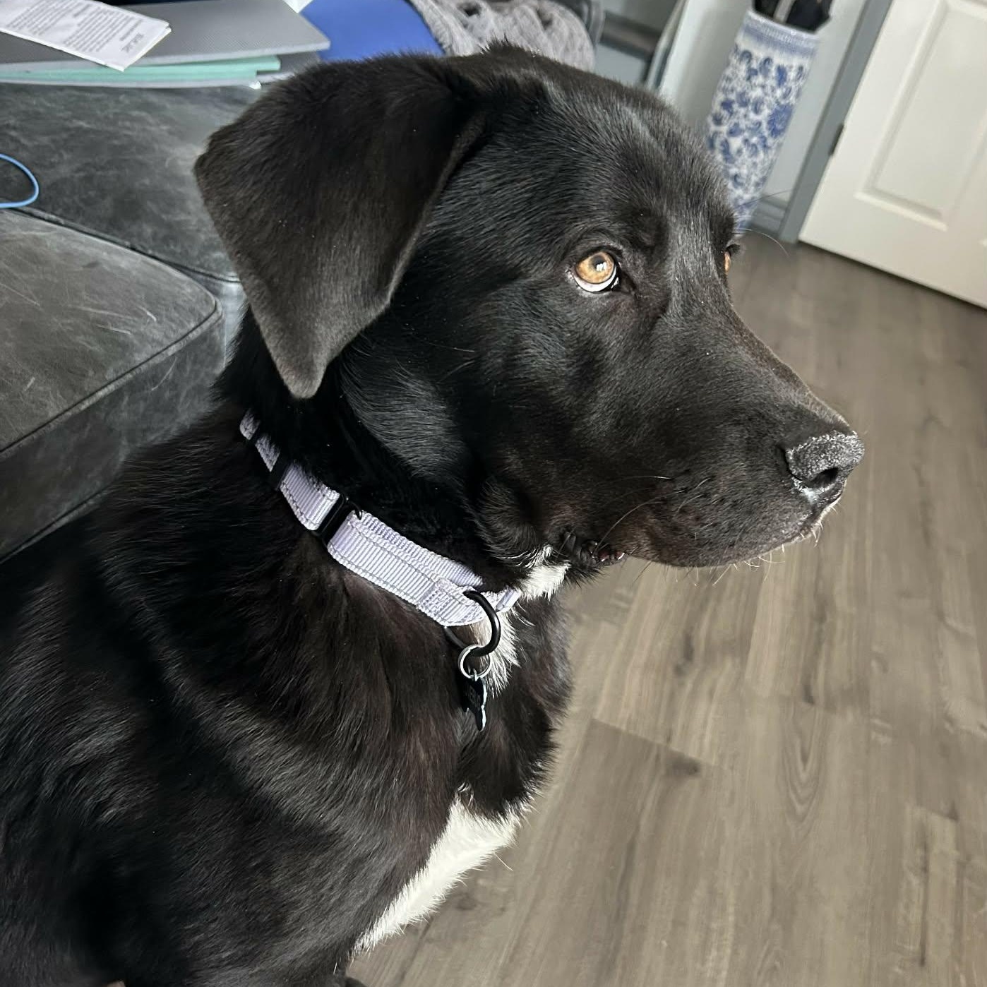 Enlarge RUGER, a ADOPTABLE mixed breed in Loveland, CO image 2/6