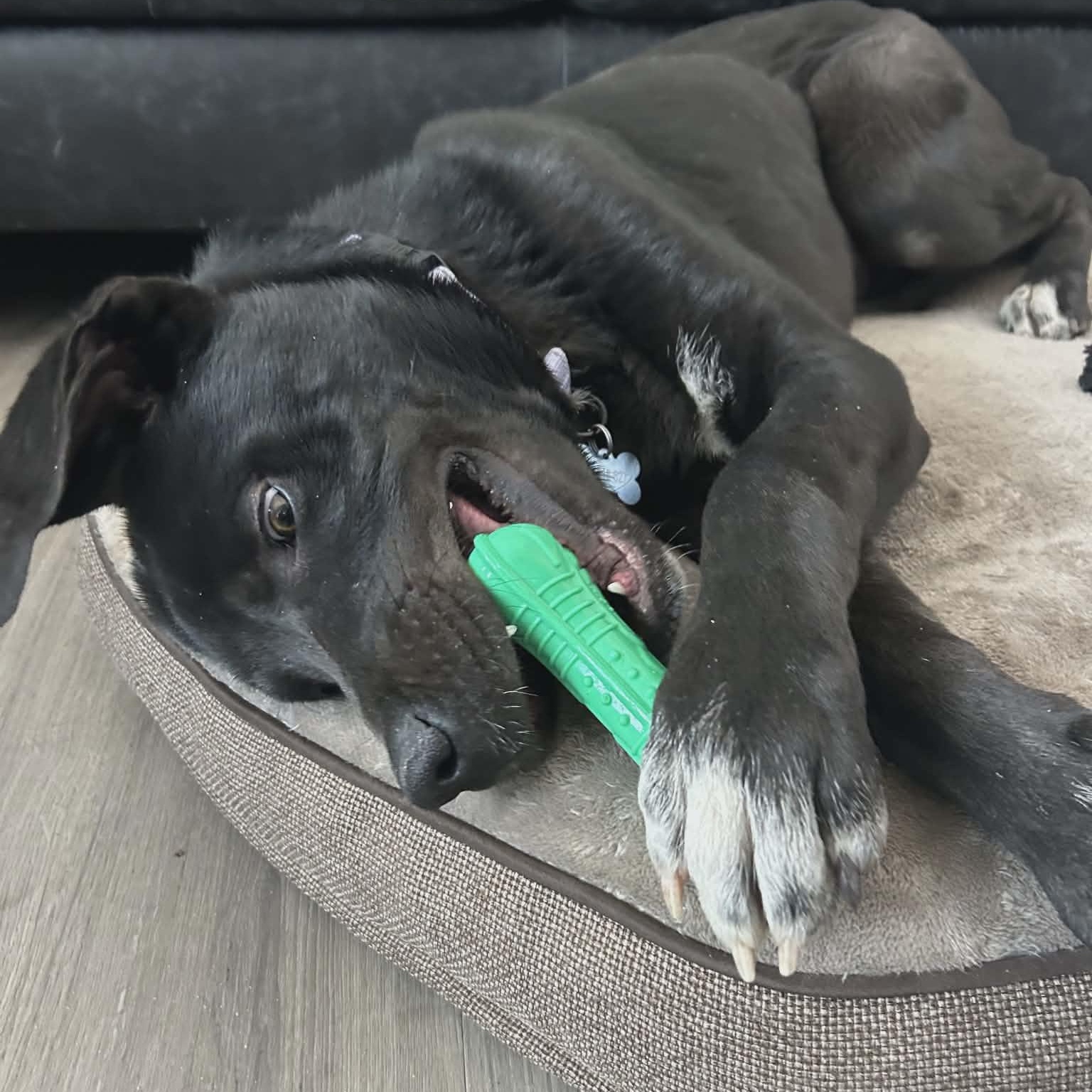 Enlarge RUGER, a ADOPTABLE mixed breed in Loveland, CO image 5/6