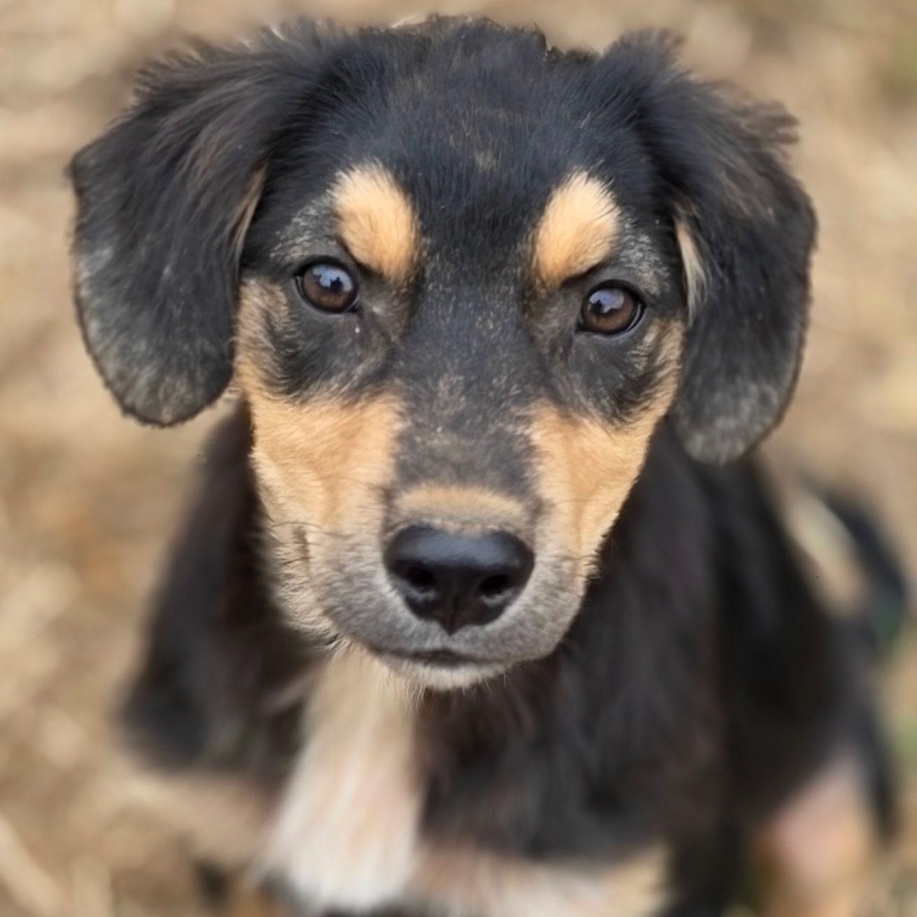 Archie, Adoptable, Puppy Male Australian Shepherd.