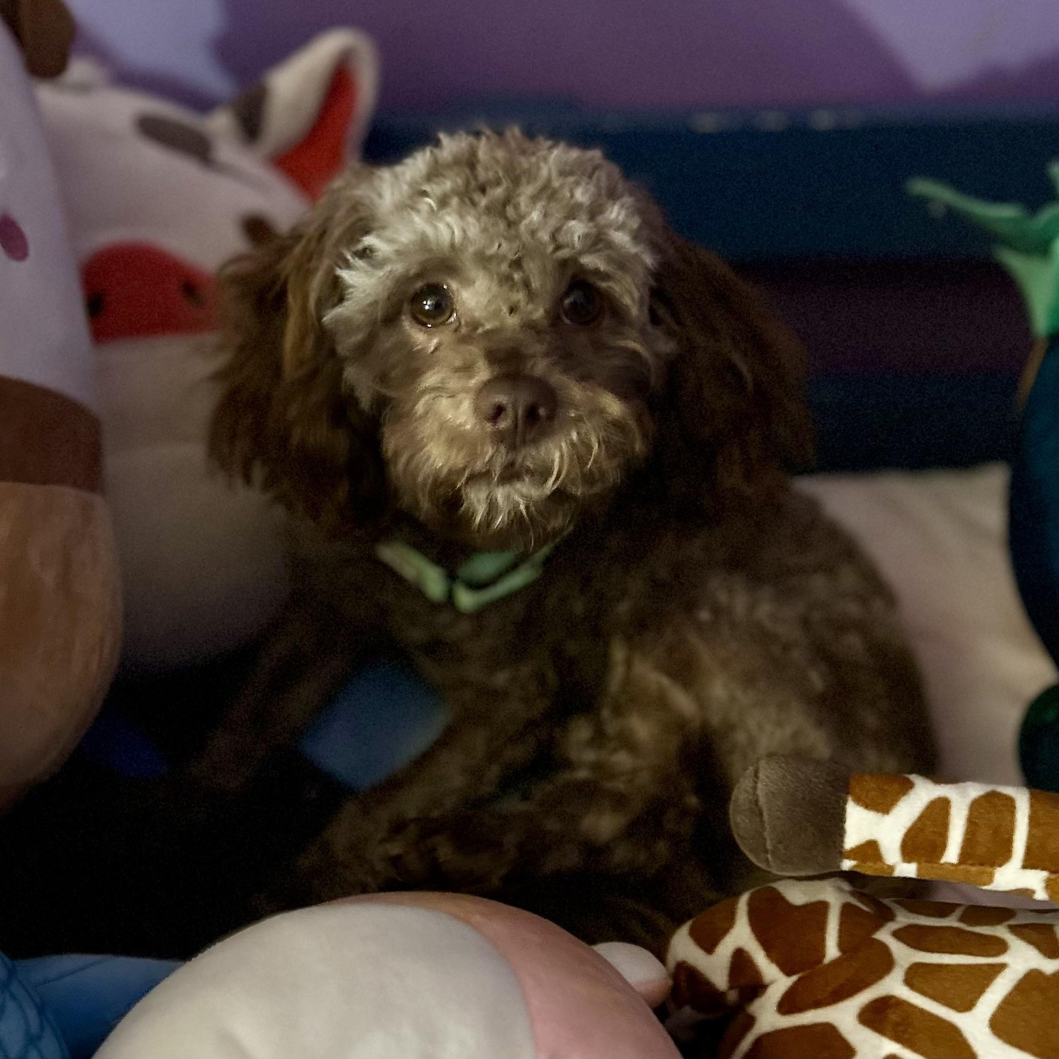 Dog available for adoption - None