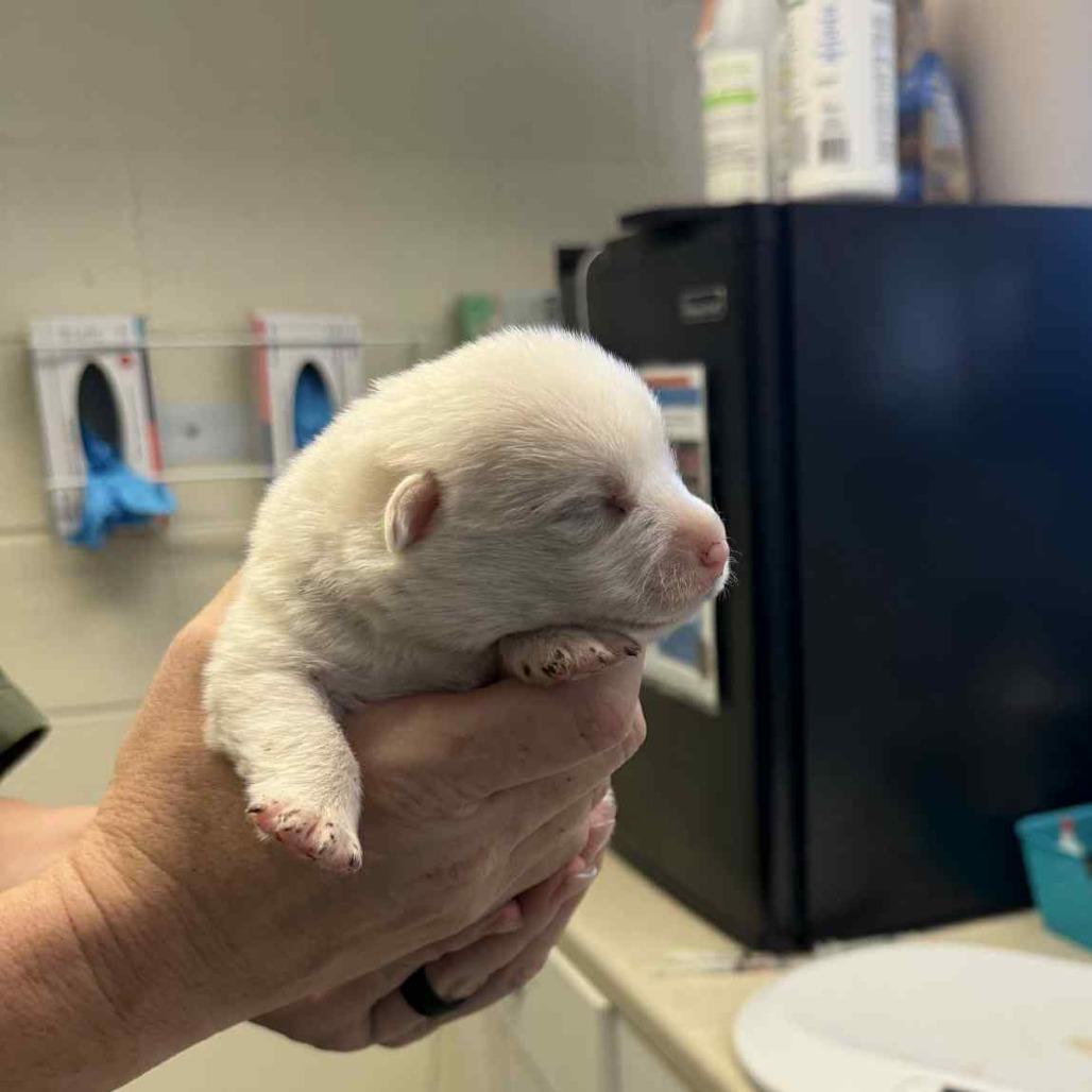 Avalanche thumbnail 3