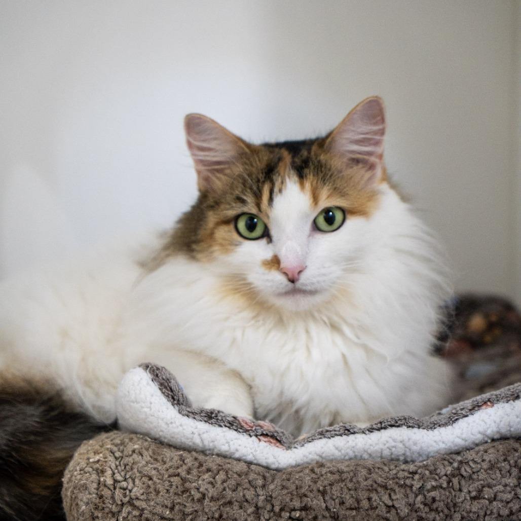 Callie, Adoptable, Adult Female Domestic Long Hair.