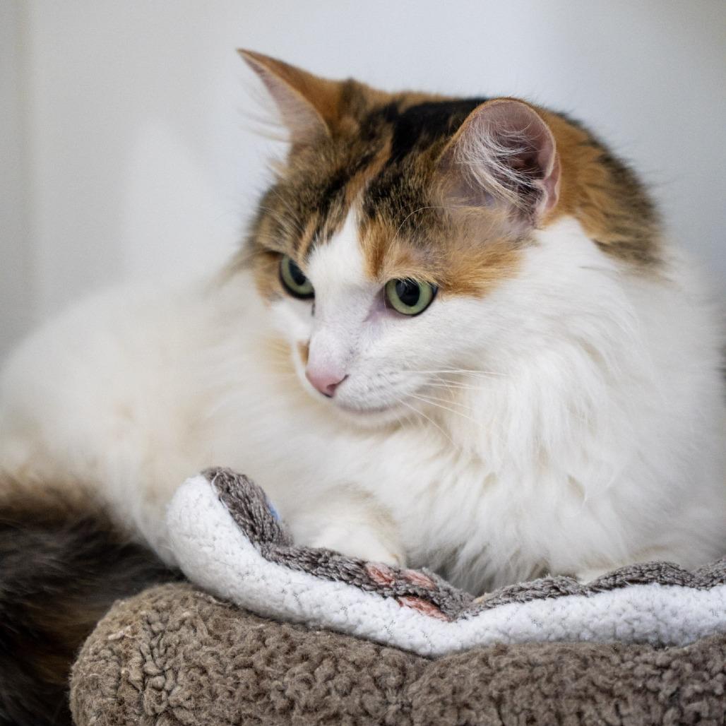 Enlarge Callie, a Adoptable Domestic Long Hair in Elizabeth City, NC image 2/5
