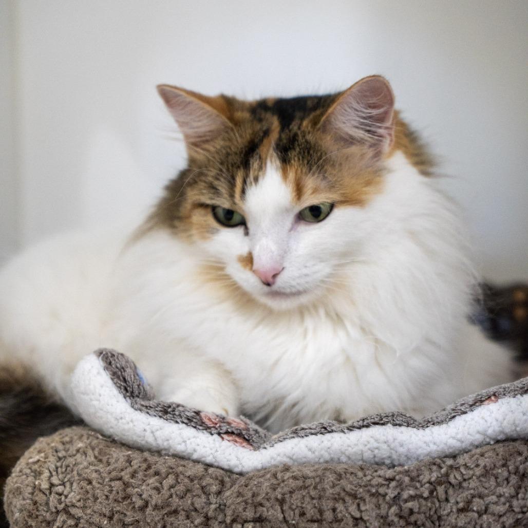 Enlarge Callie, a Adoptable Domestic Long Hair in Elizabeth City, NC image 3/5