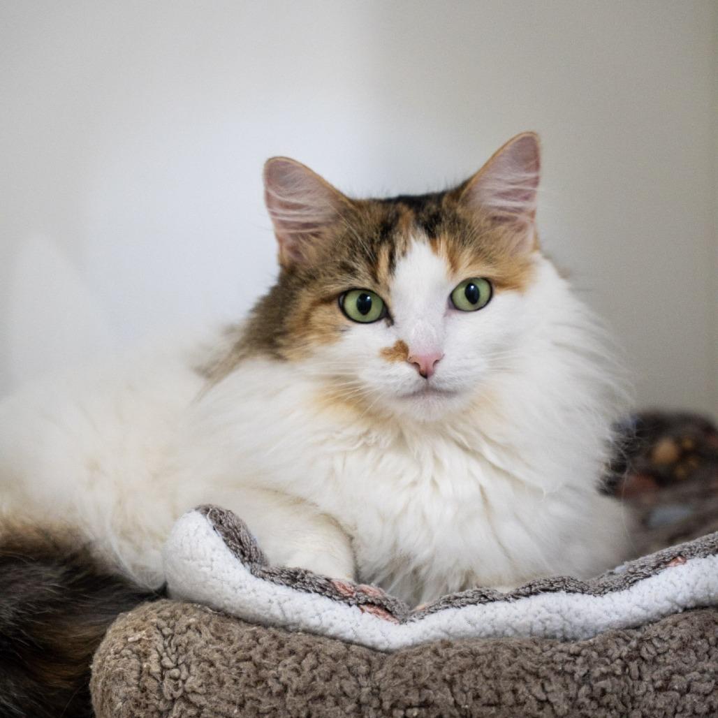 Enlarge Callie, a Adoptable Domestic Long Hair in Elizabeth City, NC image 4/5