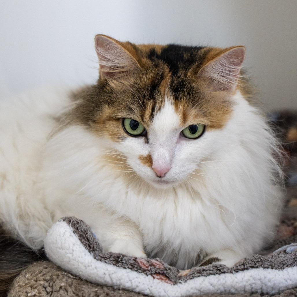 Enlarge Callie, a Adoptable Domestic Long Hair in Elizabeth City, NC image 5/5
