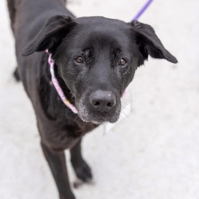 Shawni, Adoptable, Adult Female Labrador Retriever & Shepherd.