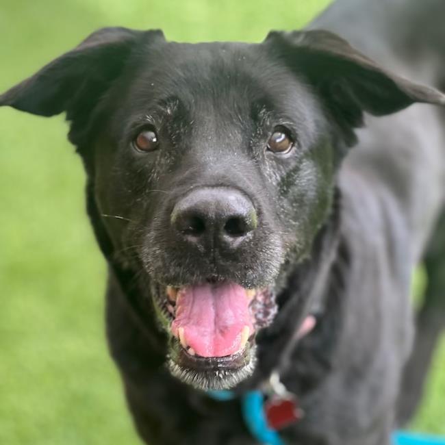 Shawni, a Adoptable mixed breed in San Diego, CA image 2/3