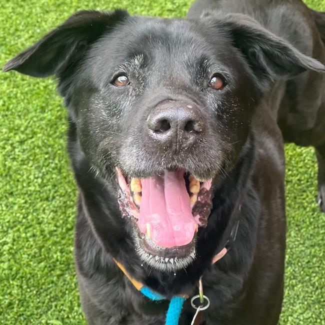 Shawni, a Adoptable mixed breed in San Diego, CA image 3/3