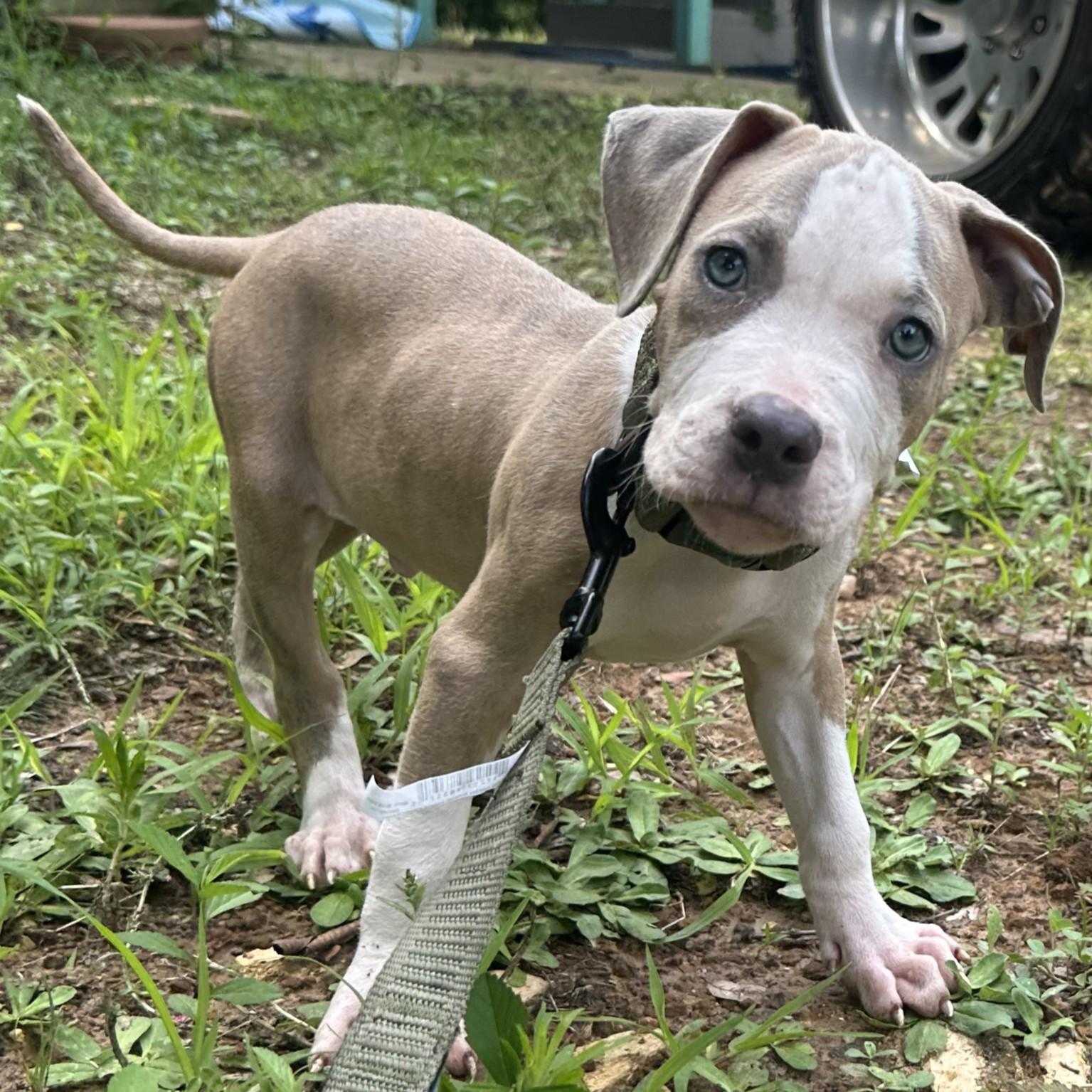 Enlarge Creed, a ADOPTABLE mixed breed in Center, TX image 3/4