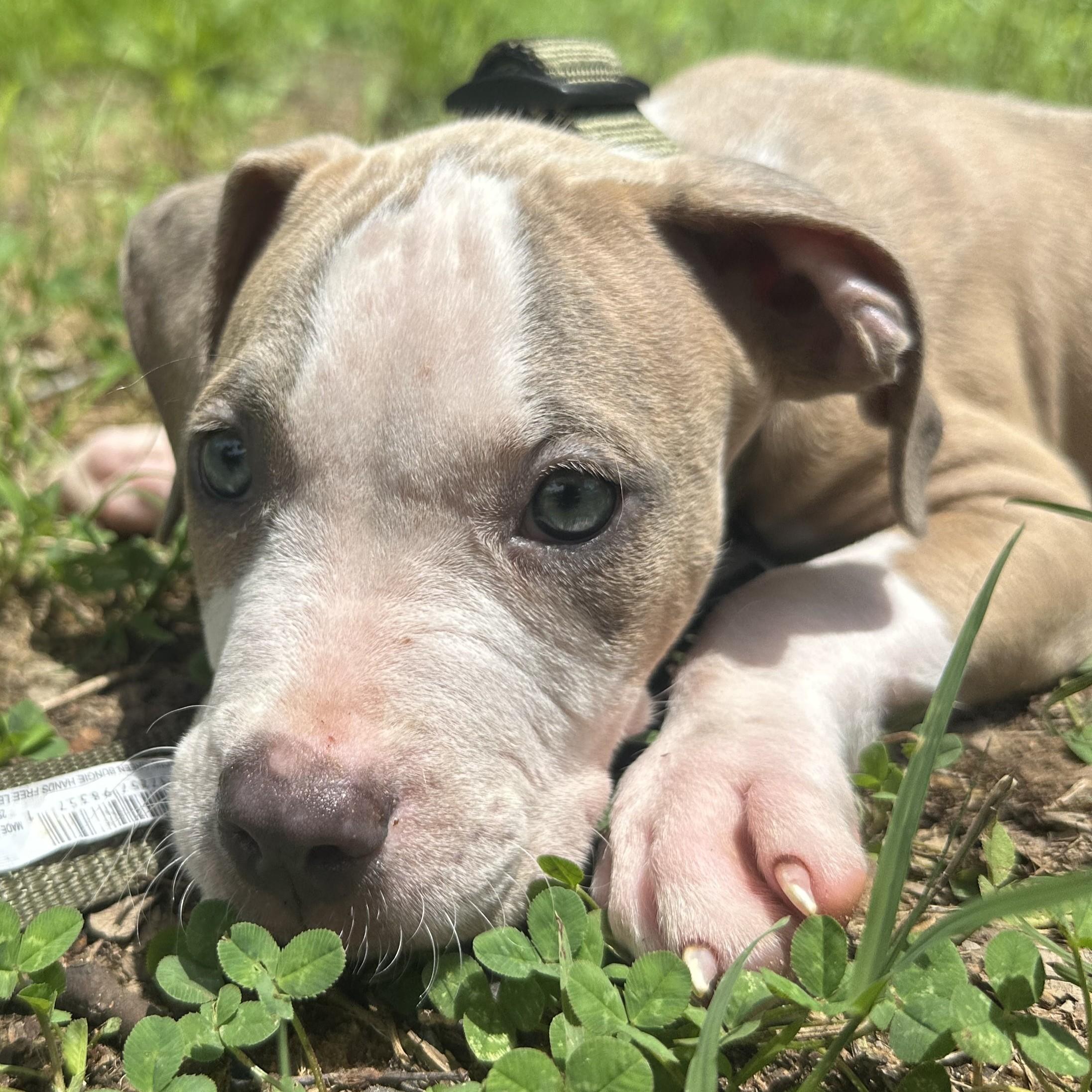 Enlarge Creed, a ADOPTABLE mixed breed in Center, TX image 4/4