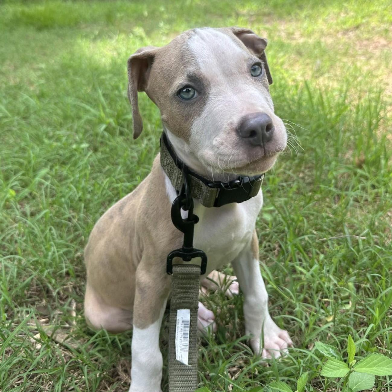 Enlarge Creed, a ADOPTABLE mixed breed in Center, TX image 2/4
