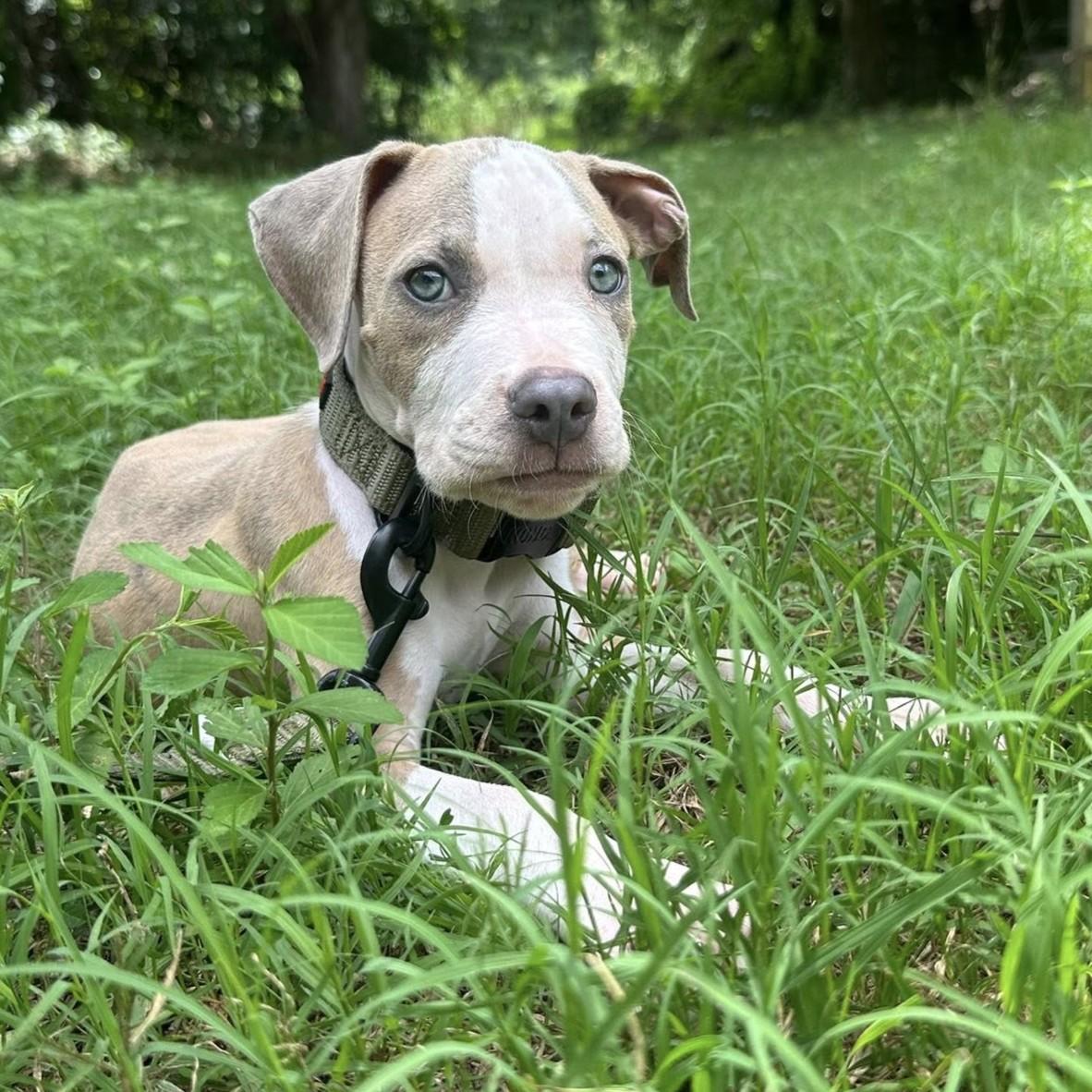 Enlarge Creed, a ADOPTABLE mixed breed in Center, TX image 1/4
