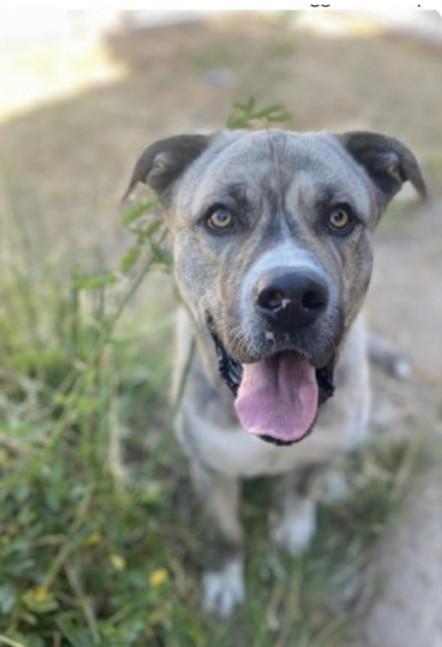 SUNDAY, Adoptable, Adult Male Pit Bull Terrier.