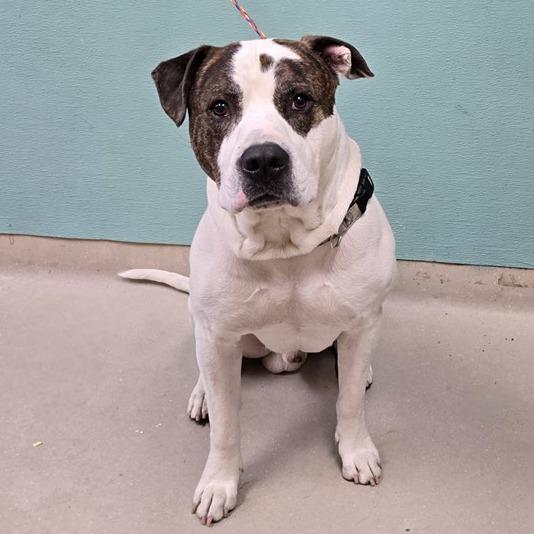 Jake, Adoptable, Adult Male American Staffordshire Terrier.